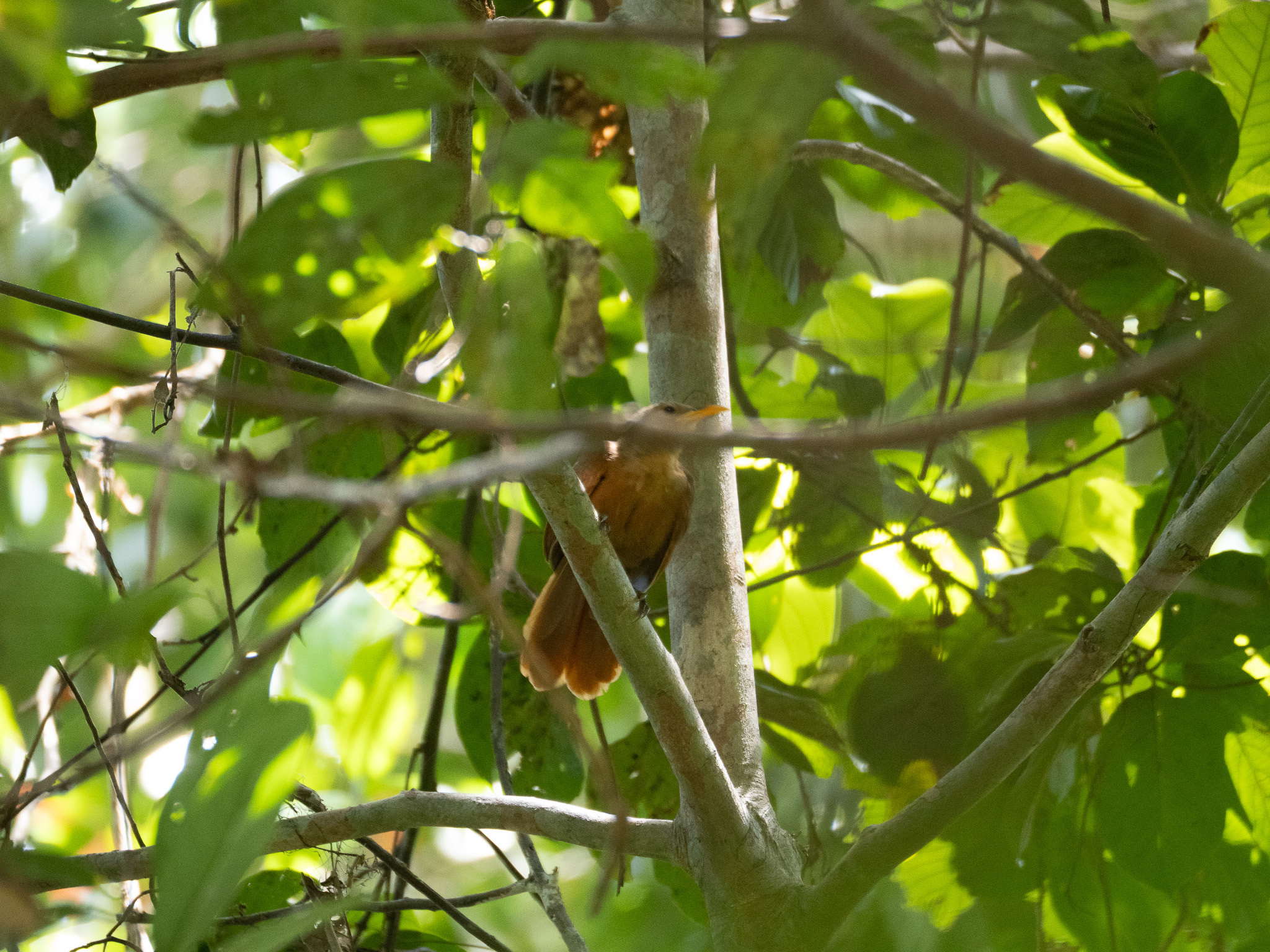 Papuan Babbler (Garritornis isidorei), photo 3