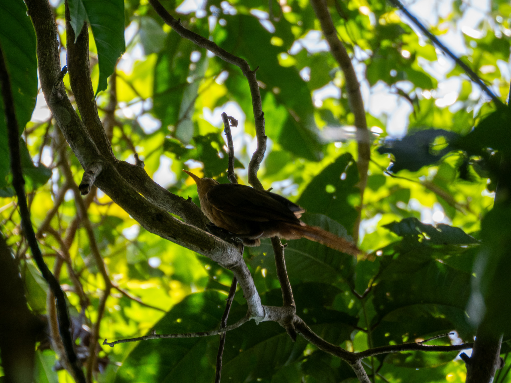 Papuan Babbler (Garritornis isidorei), photo 4