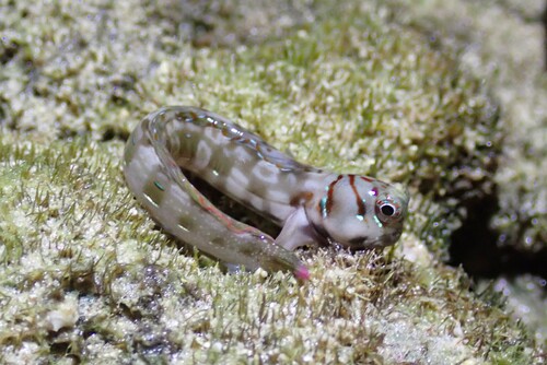 Interrupted blenny (Blenniella interrupta) — Blenniidae — 4
