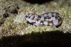 Dashed-Line Blenny photo 5