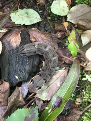 Deilephila elpenor