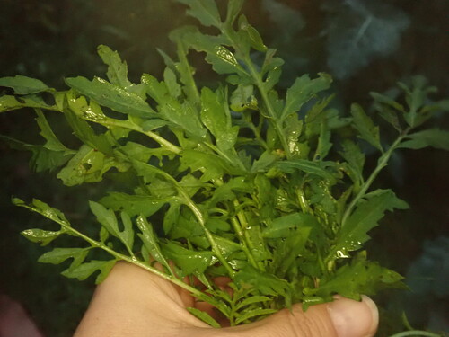Foto de Mastruço