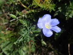 Linum alpinum