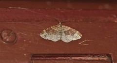 Xanthorhoe spadicearia