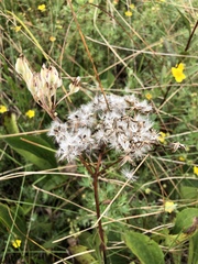Arnoglossum plantagineum