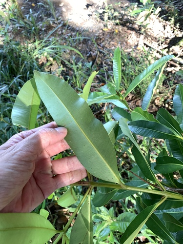 Calophyllum calaba observed 2025-04-04