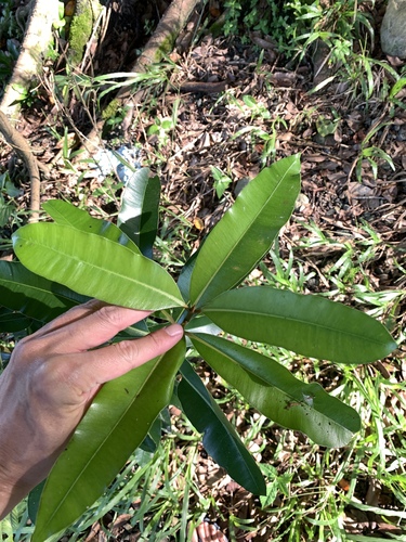 Calophyllum calaba, photograph 1