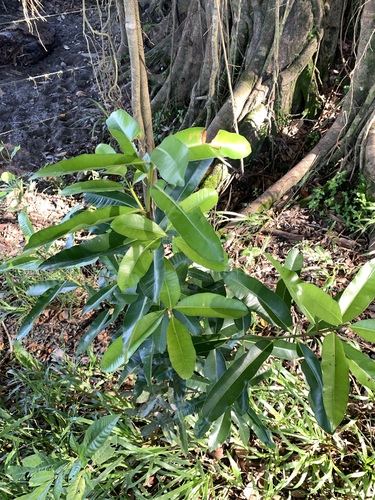Calophyllum calaba, photograph 2