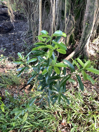 Calophyllum calaba, photograph 4