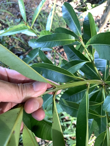 Calophyllum calaba, photograph 5