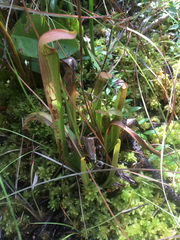 Sarracenia rubra