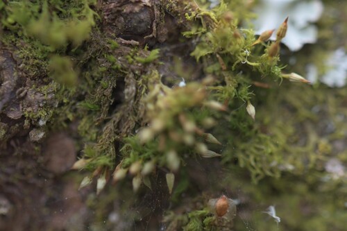 Image of Orthotrichum pulchellum by (c) Kian Hayles-Cotton, some rights reserved (CC BY)