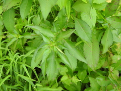 Ludwigia hyssopifolia
