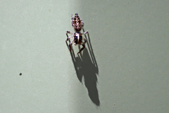 Sandalodes bipenicillatus