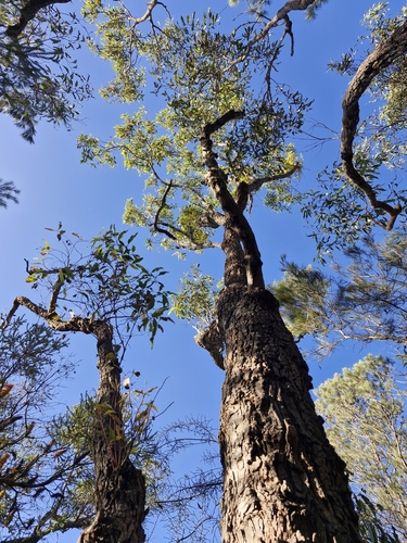 Image of Corymbia gummifera by (c) ronavery, some rights reserved (CC BY)