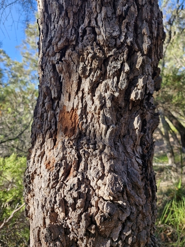 Image of Corymbia gummifera by (c) ronavery, some rights reserved (CC BY)