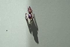 Sandalodes bipenicillatus