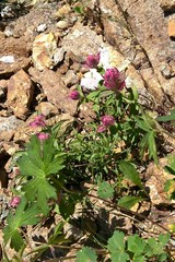 Castilleja rhexiifolia