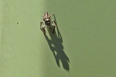 Sandalodes bipenicillatus