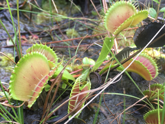 Dionaea muscipula