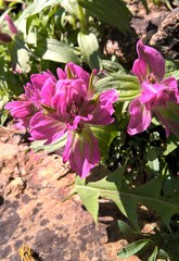 Castilleja rhexiifolia