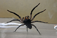 Tasmanicosa godeffroyi