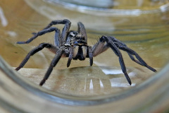 Tasmanicosa godeffroyi