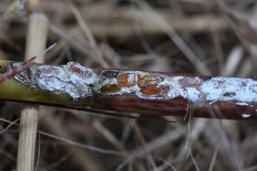 Miscanthicoccus