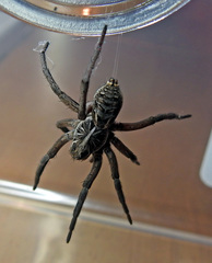 Tasmanicosa godeffroyi