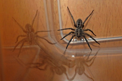 Tasmanicosa godeffroyi