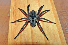 Tasmanicosa godeffroyi