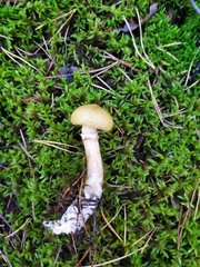 Suillus acidus
