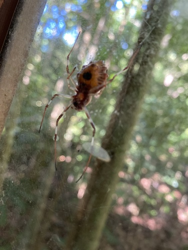 Ornamental Tree Trunk Spider