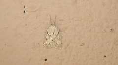 Philedia punctomacularia