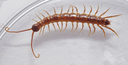 Three-Horned Lithobius