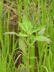 Ludwigia hyssopifolia