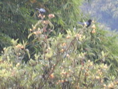 Cyanocorax