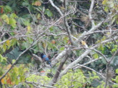 Cyanocorax