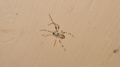 Larinioides patagiatus