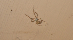 Larinioides patagiatus