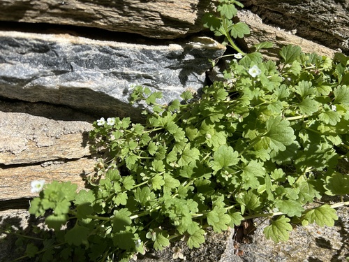 Palermo Speedwell (Veronica panormitana)