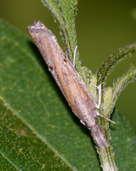 Fissicrambus profanellus