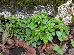 Nanocnide japonica