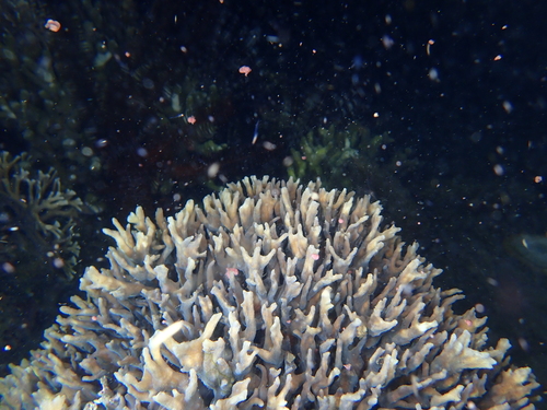 Pectinia teres