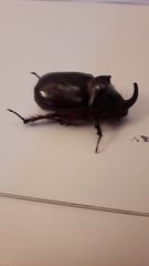 Oryctes nasicornis corniculatus