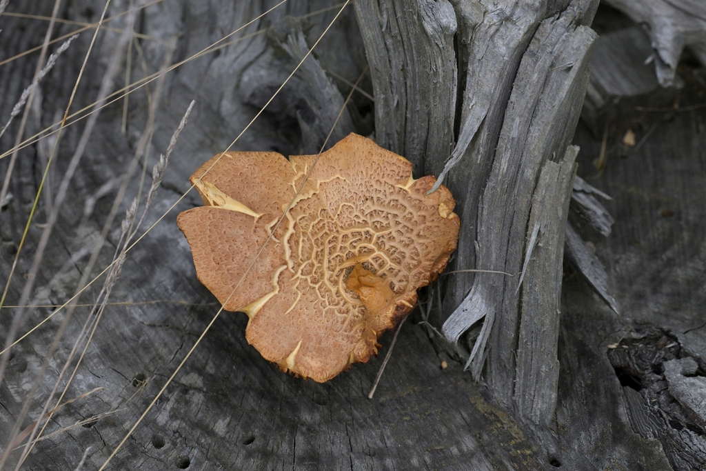 Gymnopilus junonius · April 2025 · photo: © christopherstephens (iNaturalist, cc-by)