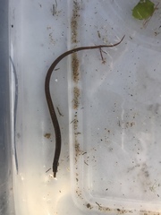 Nerophis lumbriciformis