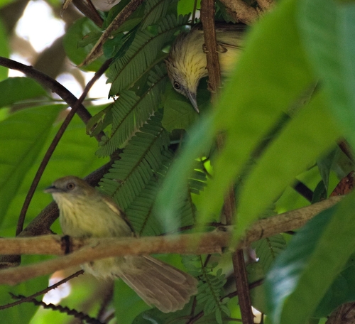 Grey-faced Tit-Babbler (Mixornis kelleyi), photo 2