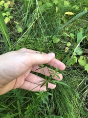 Galium mollugo