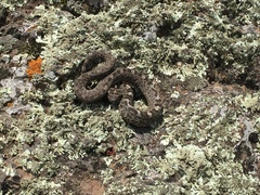 Crotalus aquilus